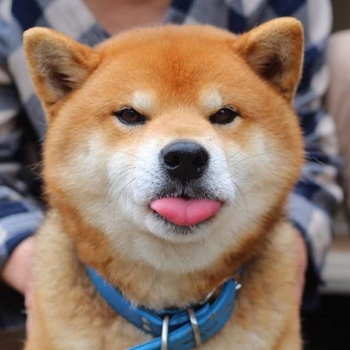 来认识一下龙二吧,一只7岁的小柴犬,它富有"男子气概"的表情正在接管
